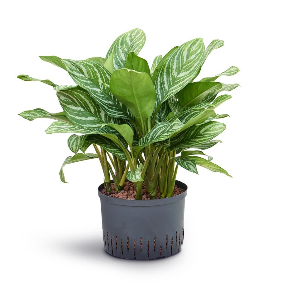 Aglaonema Stripes - Chinese Evergreen Easy Care Hydro Plants Aglaonema Stripes - Chinese Evergreen Easy Care Hydro Plants