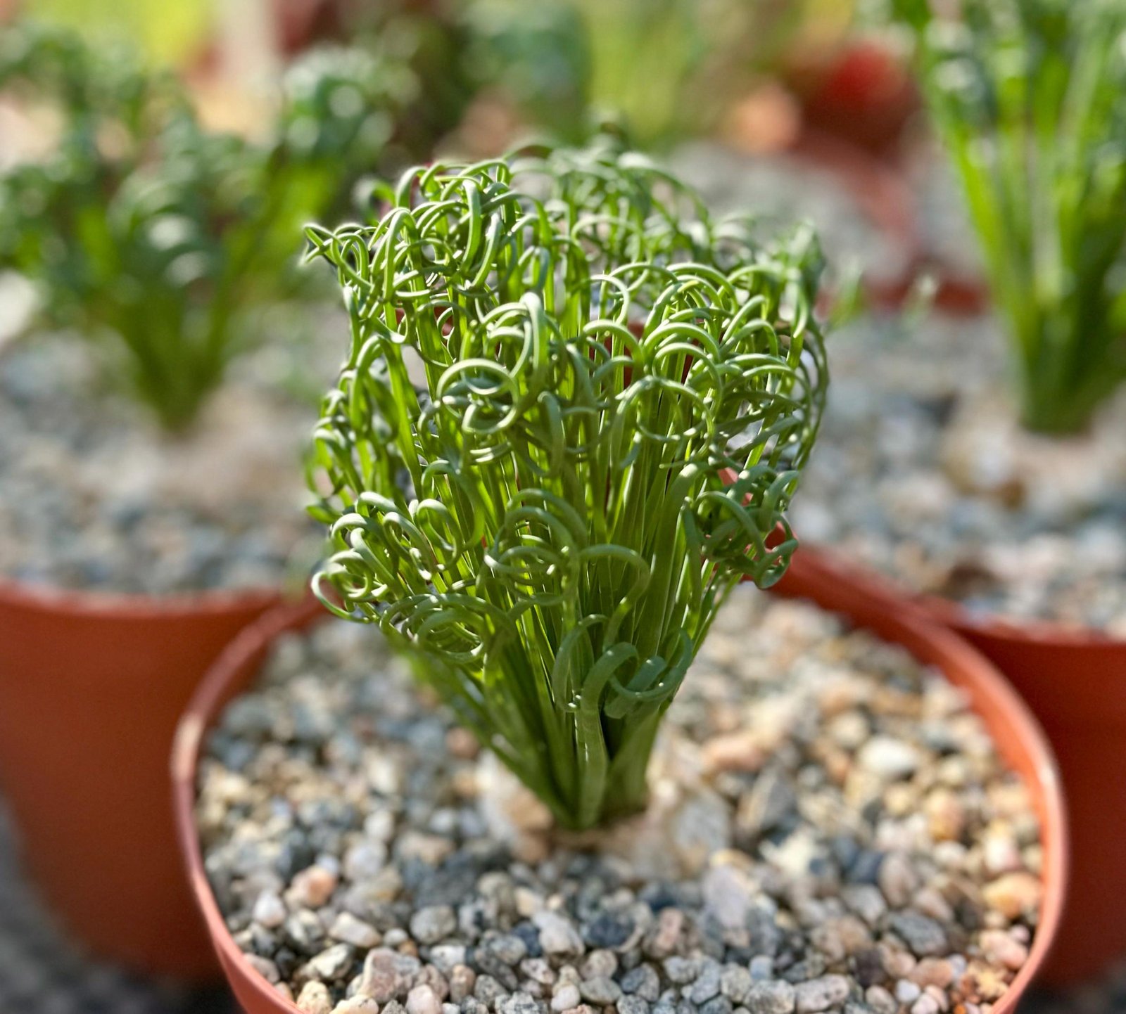 Albuca Spiralis   Corkscrew Albuca Frizzle Sizzle Curly Grass