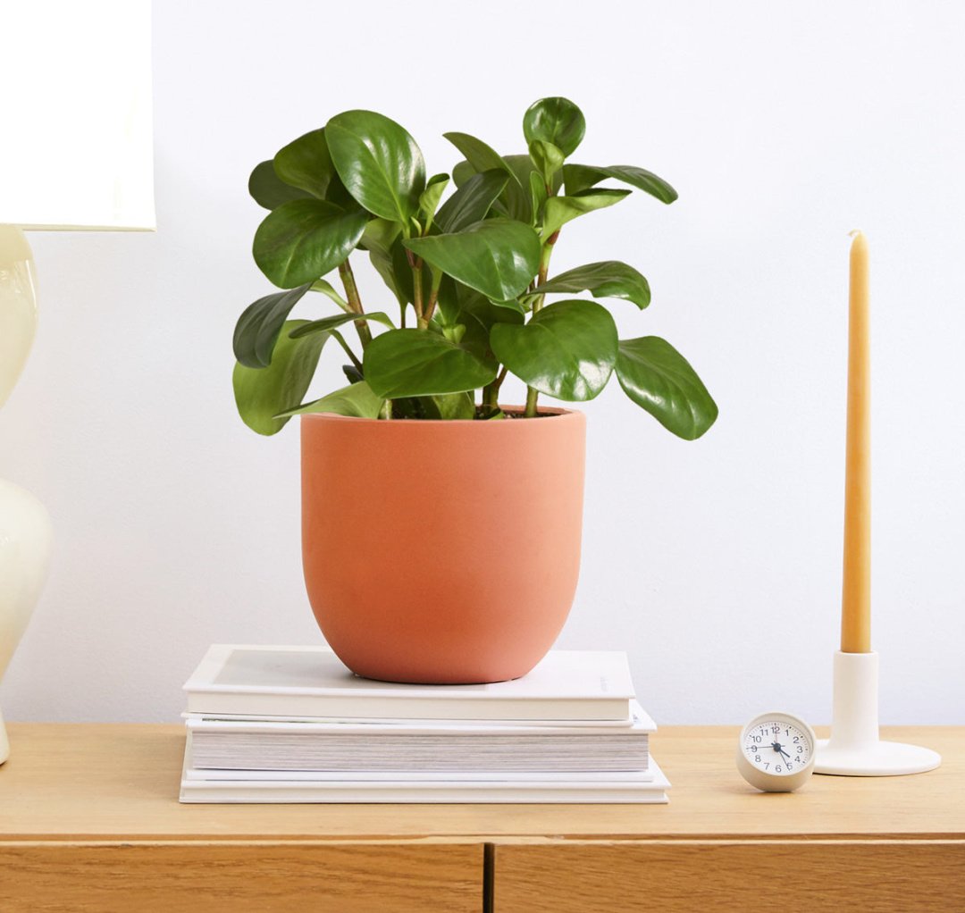 All About Peperomia Plants and How to Care for Them - The Sill