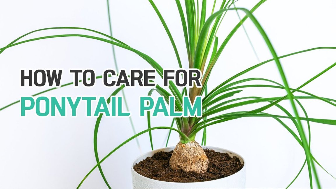 BEST TIPS  HOW TO CARE FOR PONYTAIL PALM PLANT  BEAUCARNEA RECURVATA