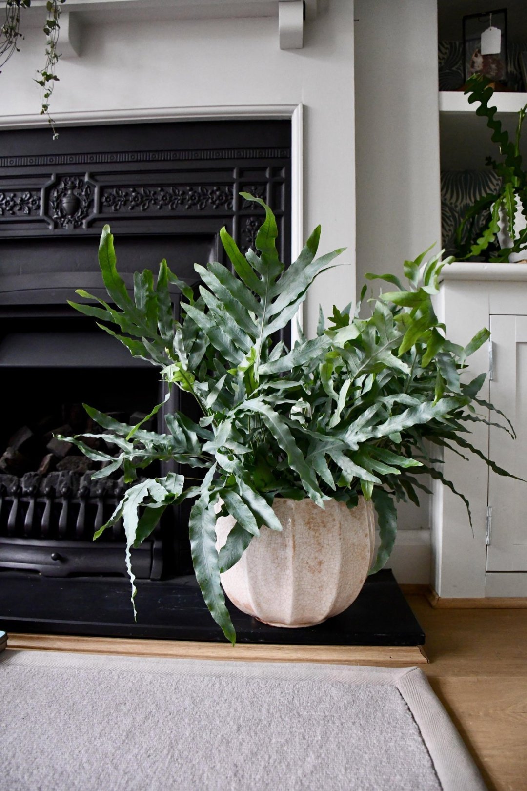 Blue Star Ferns care guide: The Best Fern for Indoors – Happy