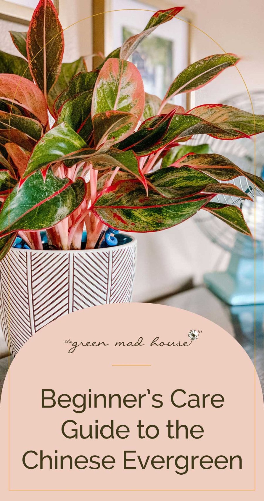 Care Guide for the Chinese Evergreen — The Green Mad House Care Guide for the Chinese Evergreen — The Green Mad House