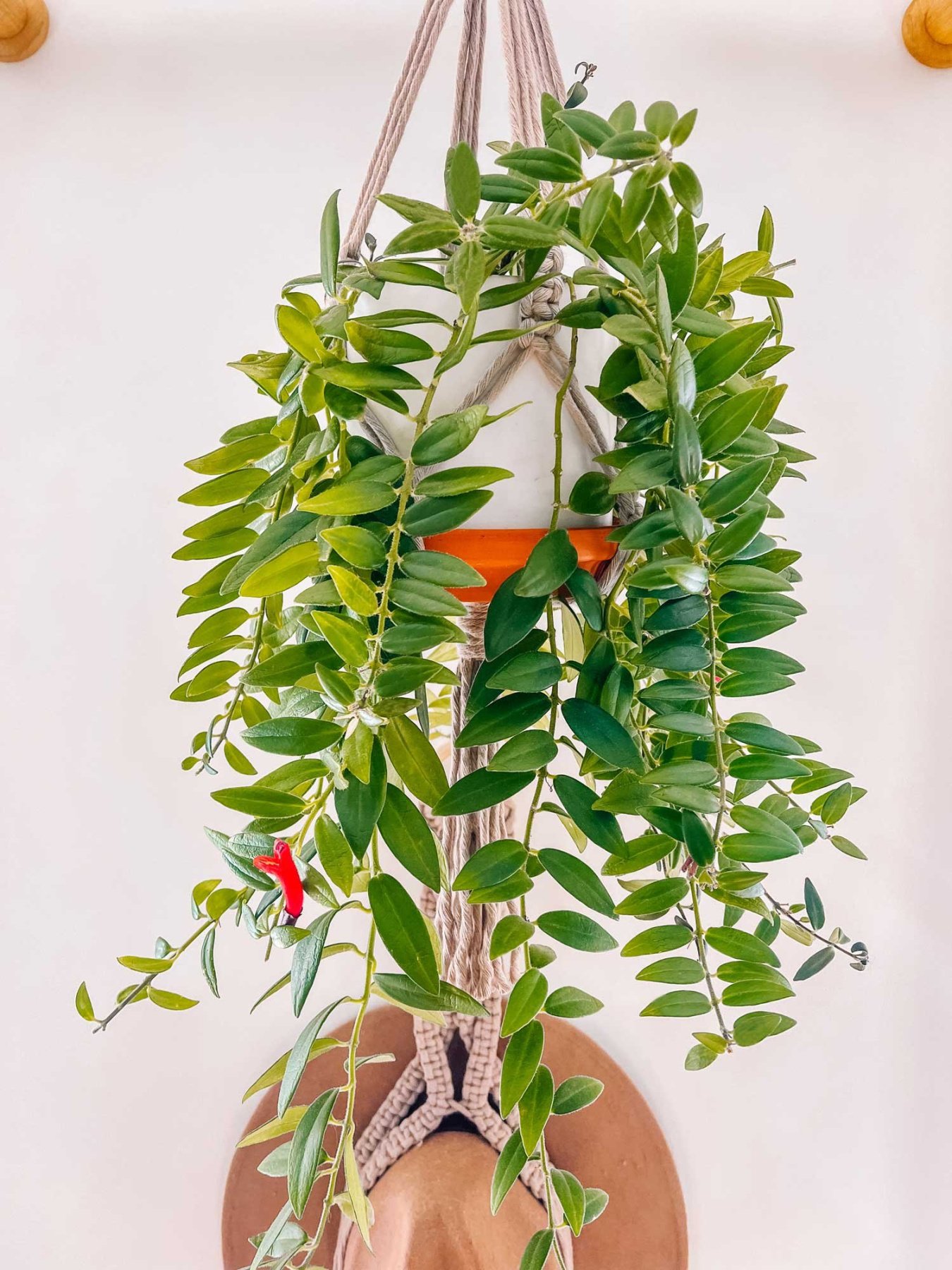 Care Guide for the Lipstick Plant — The Green Mad House