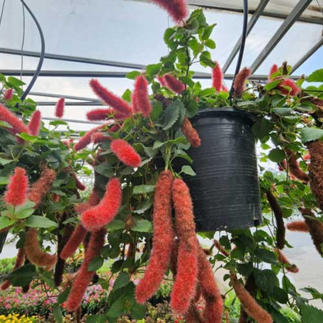 Chenille Plant (Acalypha hispida): Care Guide and Growing Tips