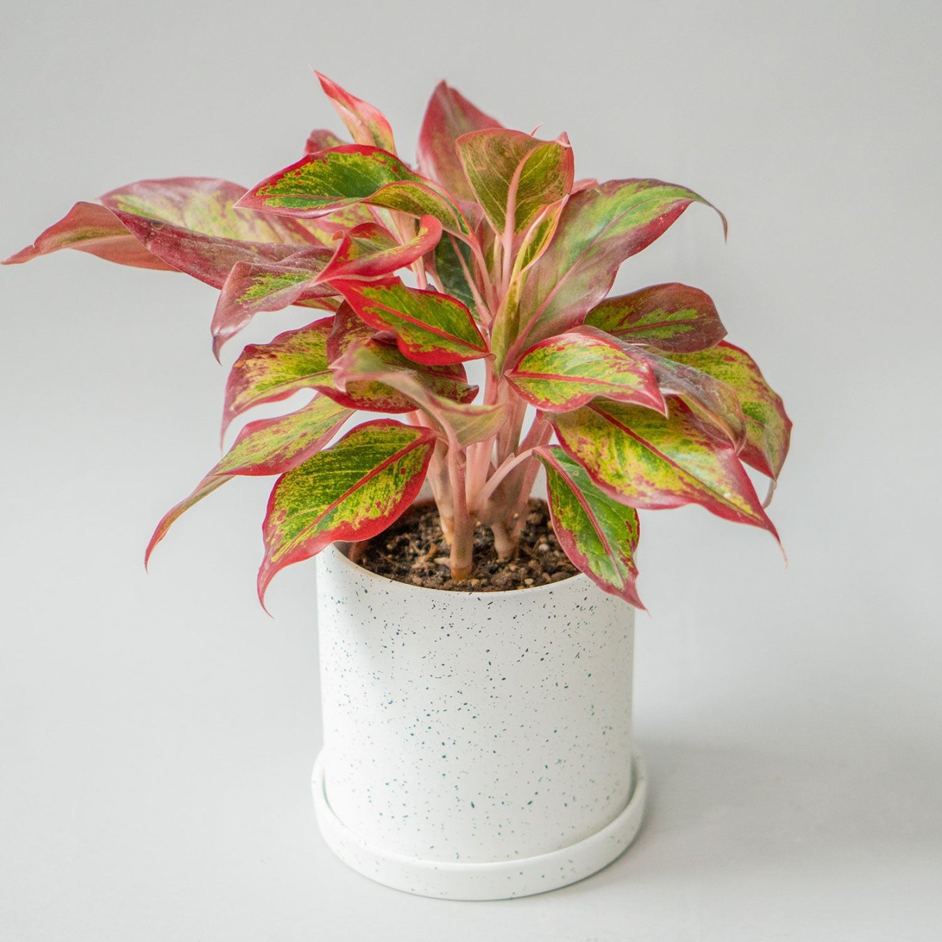 Chinese Evergreen Aglaonema Chinese Evergreen Plant in ” Pot Easy-Care Potted Houseplants for Delivery Planteia Chinese Evergreen Aglaonema Chinese Evergreen Plant in ” Pot Easy-Care Potted Houseplants for Delivery Planteia