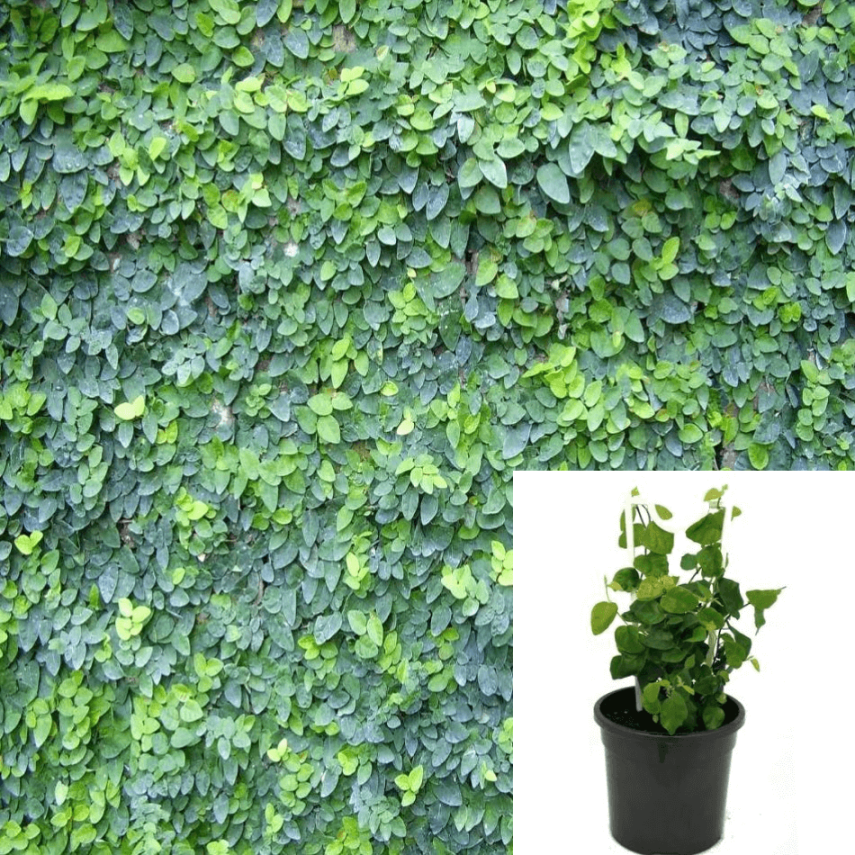 Creeping Fig Inches Pot Ficus Pumila Indoor Wall Covering Ground Creeping Fig Inches Pot Ficus Pumila Indoor Wall Covering Ground