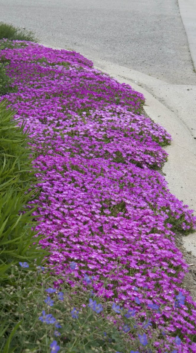 Drought Tolerant Ice Plant for Sunny Curbside