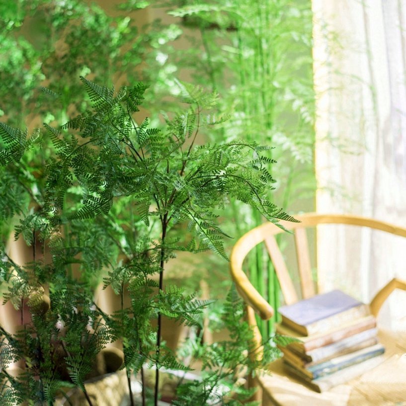 Elegant Lifelike Asparagus Lace Fern·Bonsai Plant cm – ECOTREE