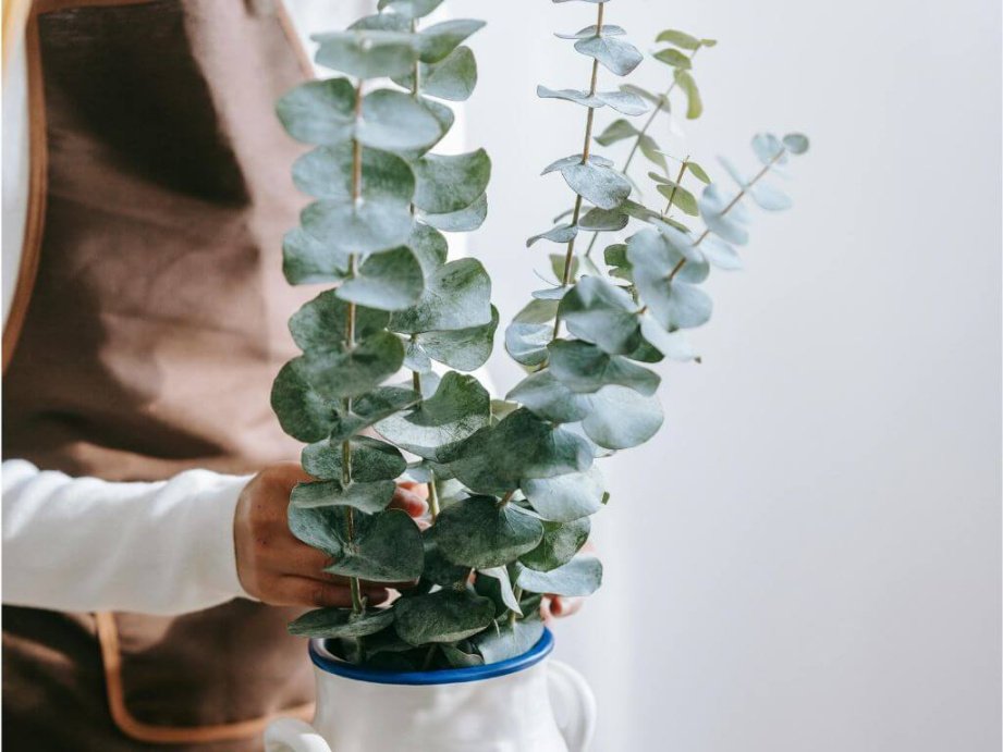 Eucalyptus plants make your home smell like a spa and they