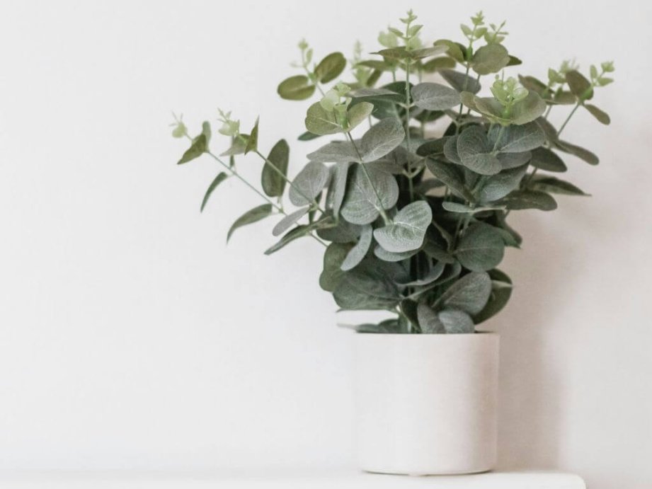 Eucalyptus plants make your home smell like a spa and they