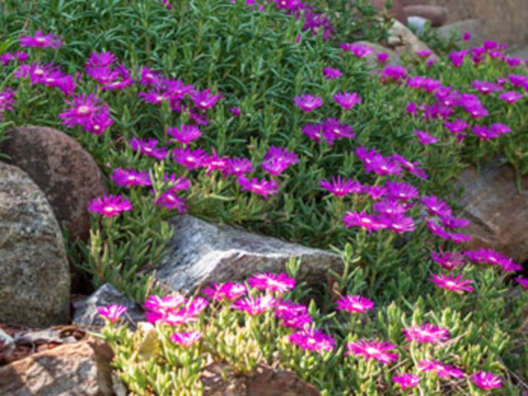 Favorite Drought-tolerant Perennial Plants - Horticulture