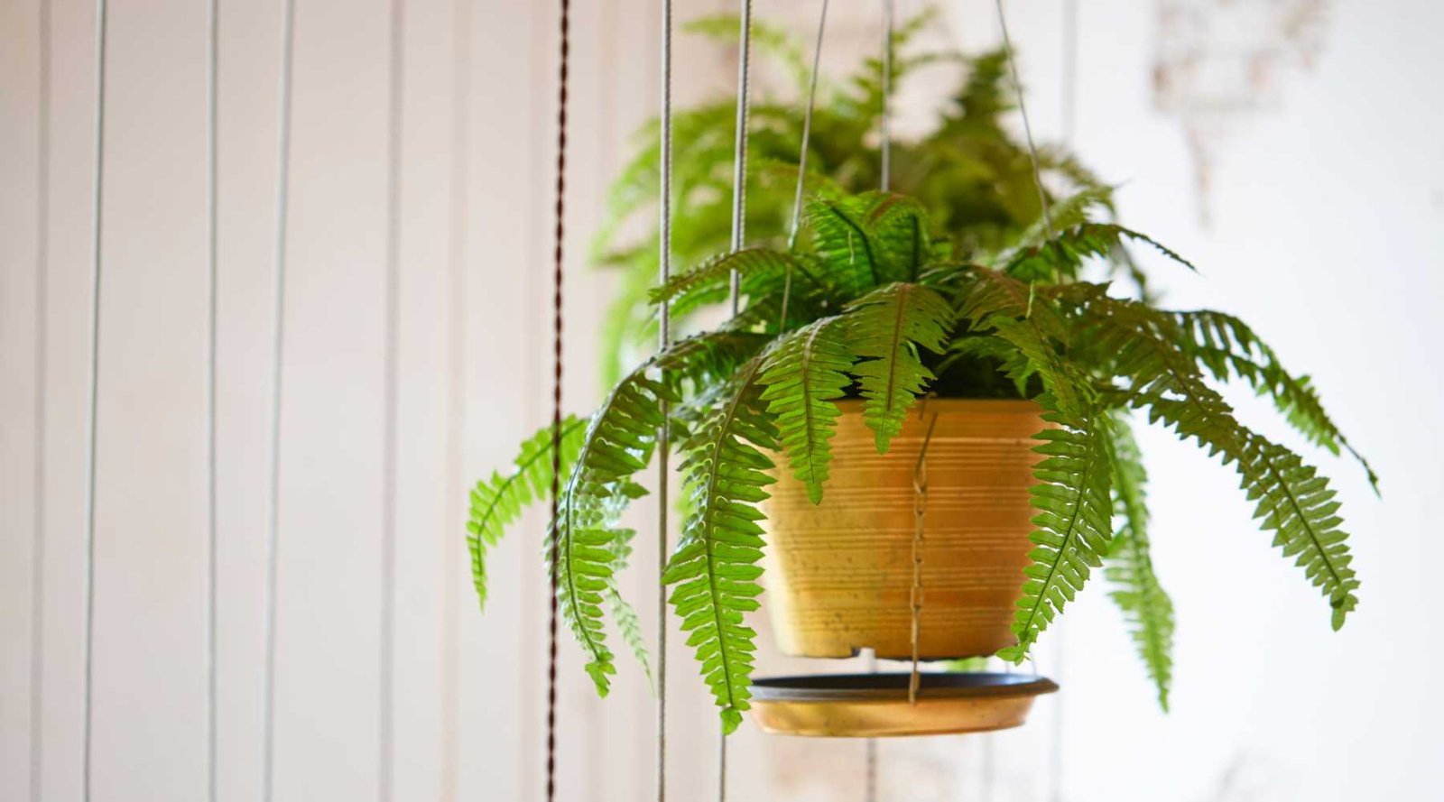 Fern Plant Care Tips: How to Successfully Grow and Maintain Your