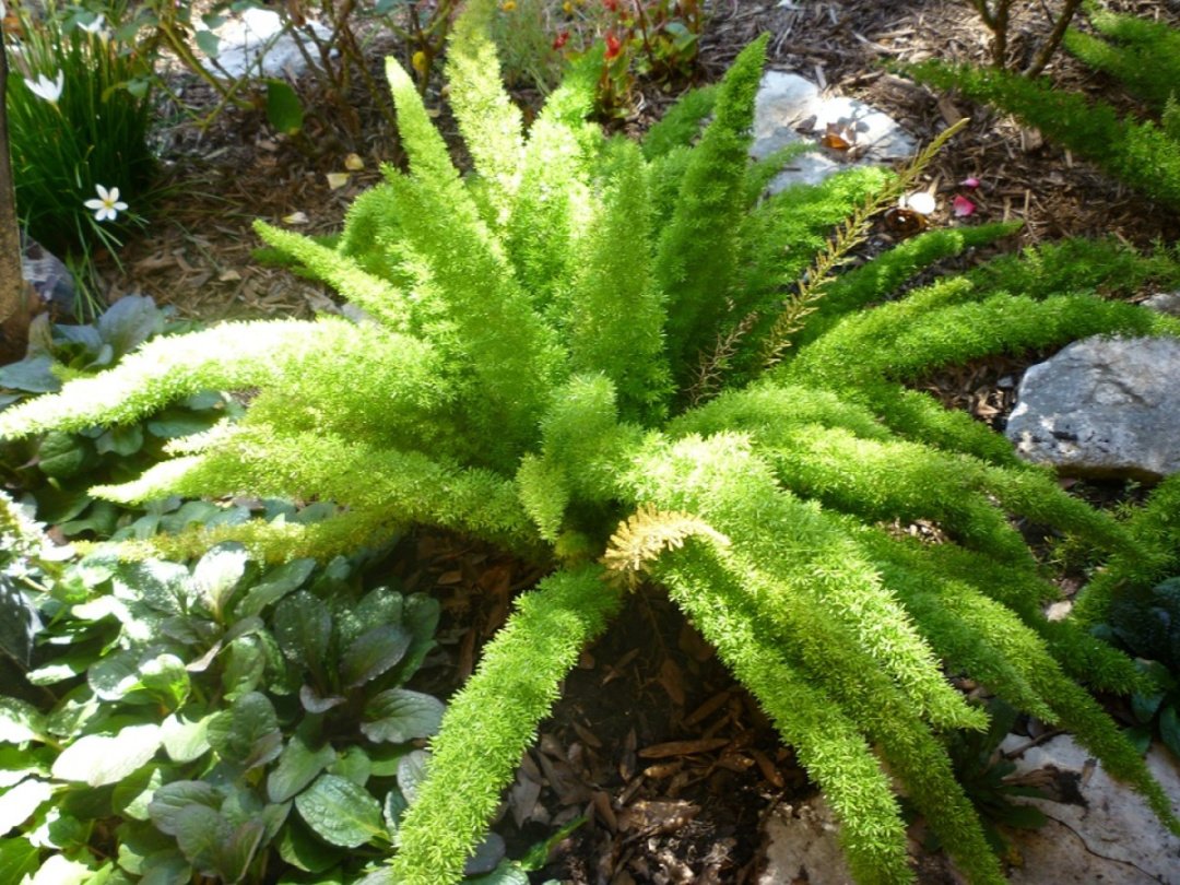 Foxtail Fern: The Pros and Cons of Planting This Variety of Fern