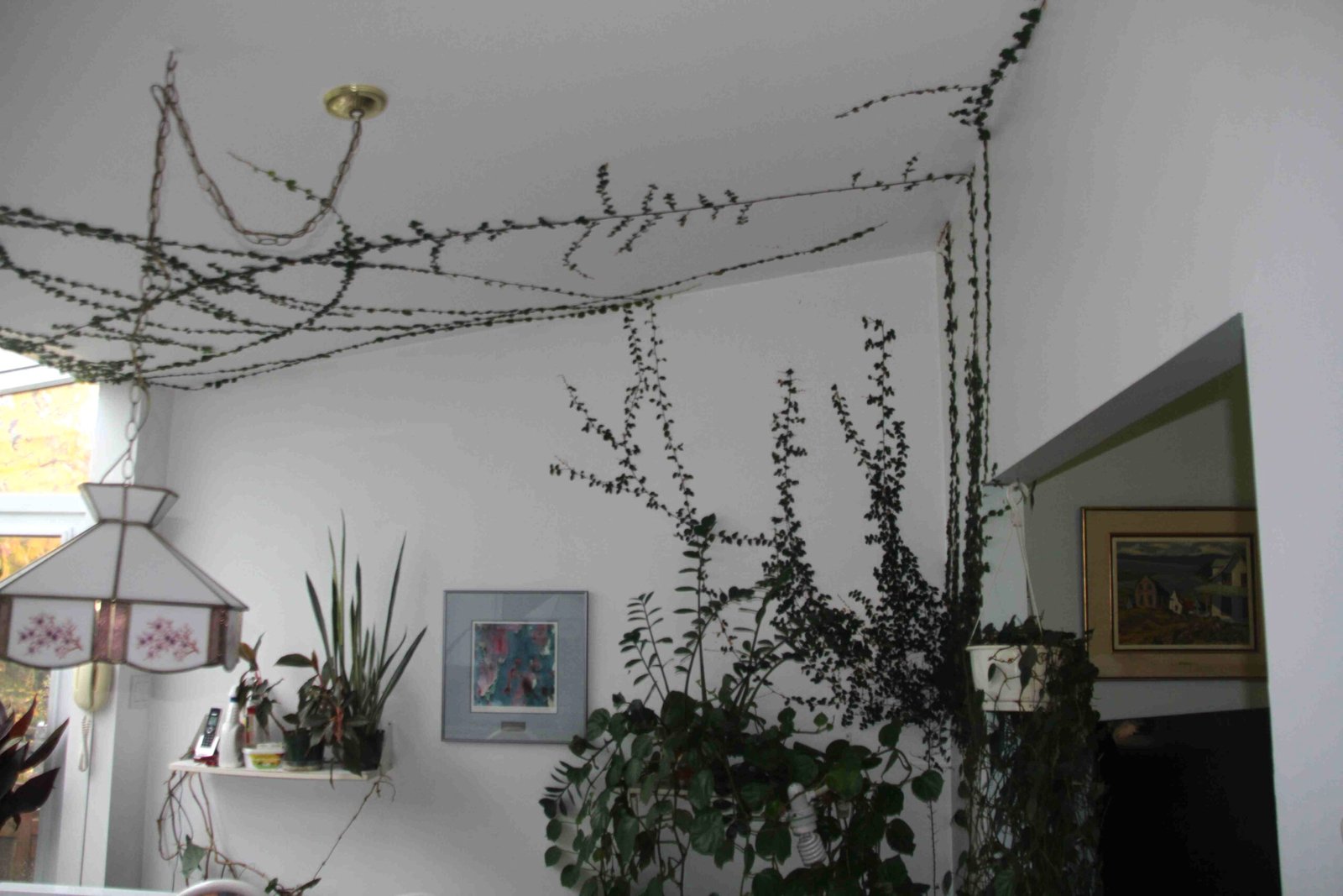 Green Up a Wall with Creeping Fig - Laidback Gardener Green Up a Wall with Creeping Fig - Laidback Gardener