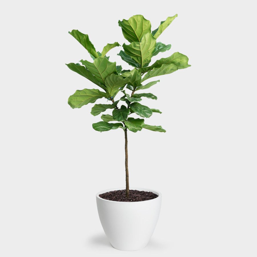 Greenery Unlimited  Fiddle Leaf Fig Care