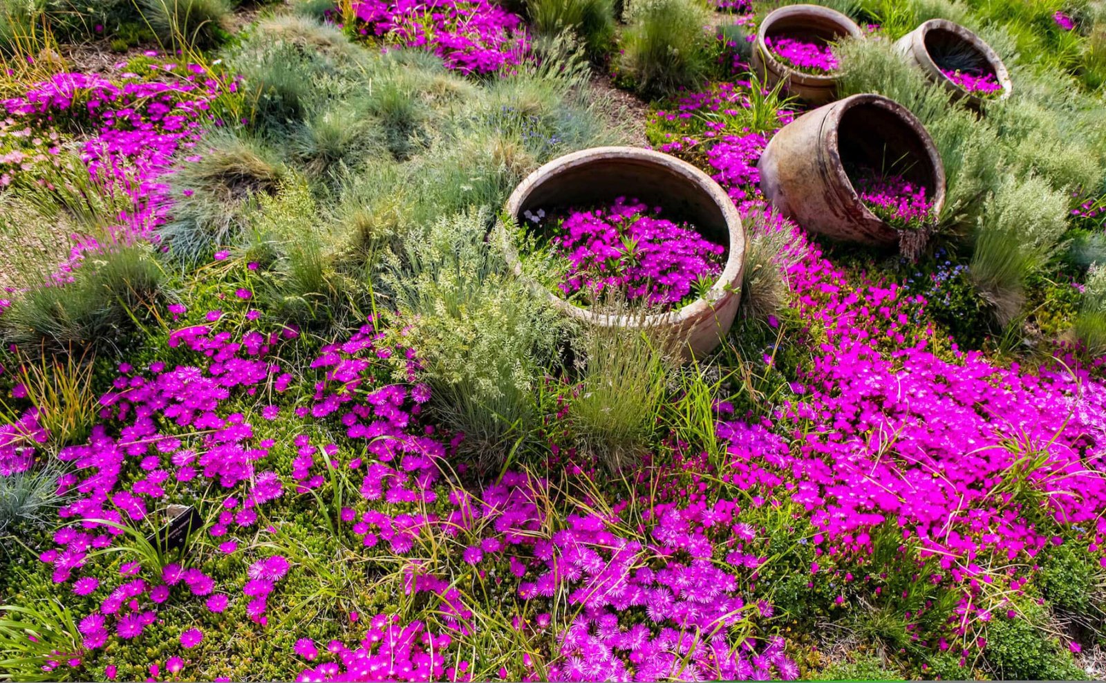 Growing & Caring for Ice Plant Ground Cover