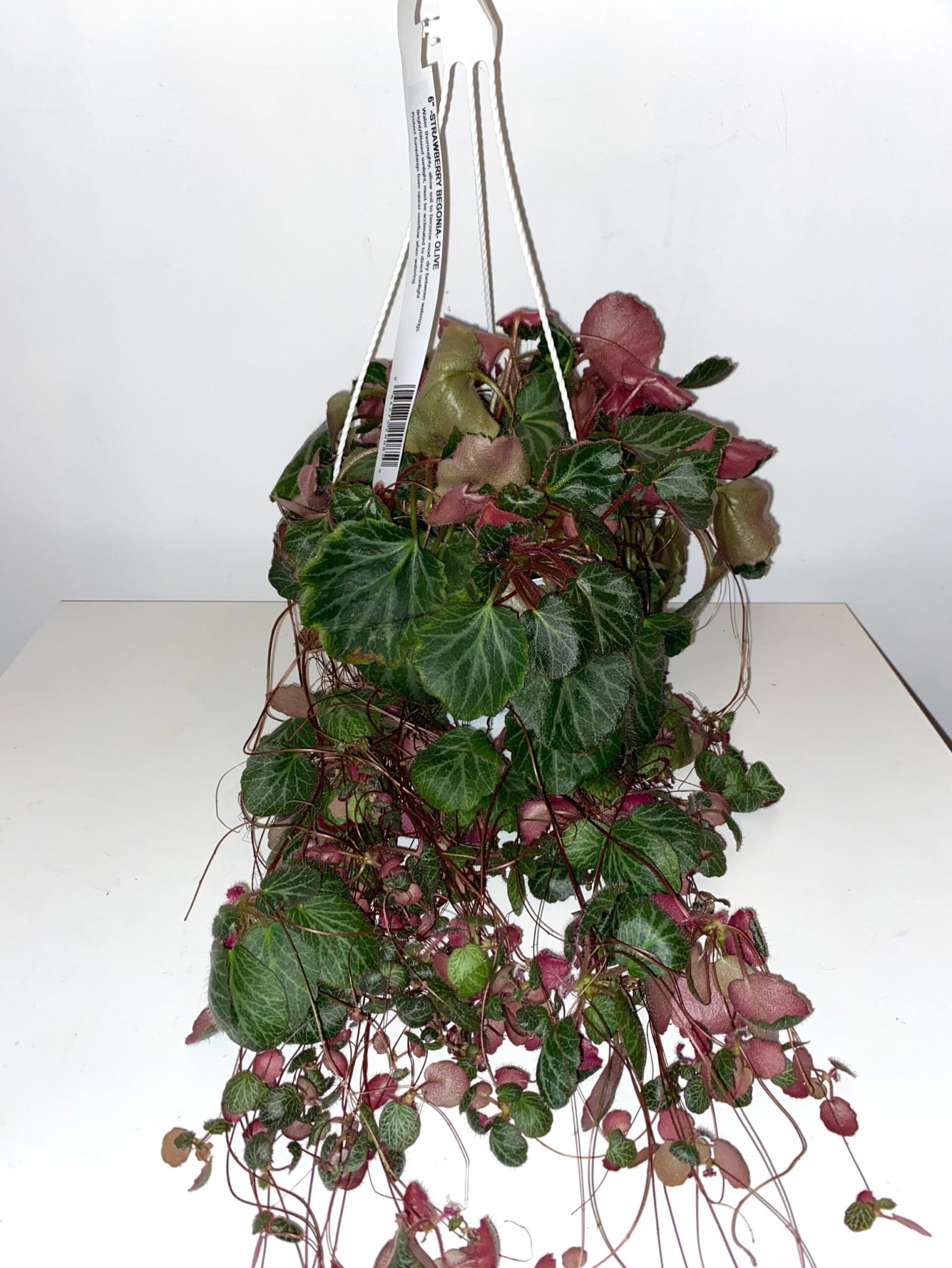 " Hanging Basket Strawberry Begonia  Sprout Calgary