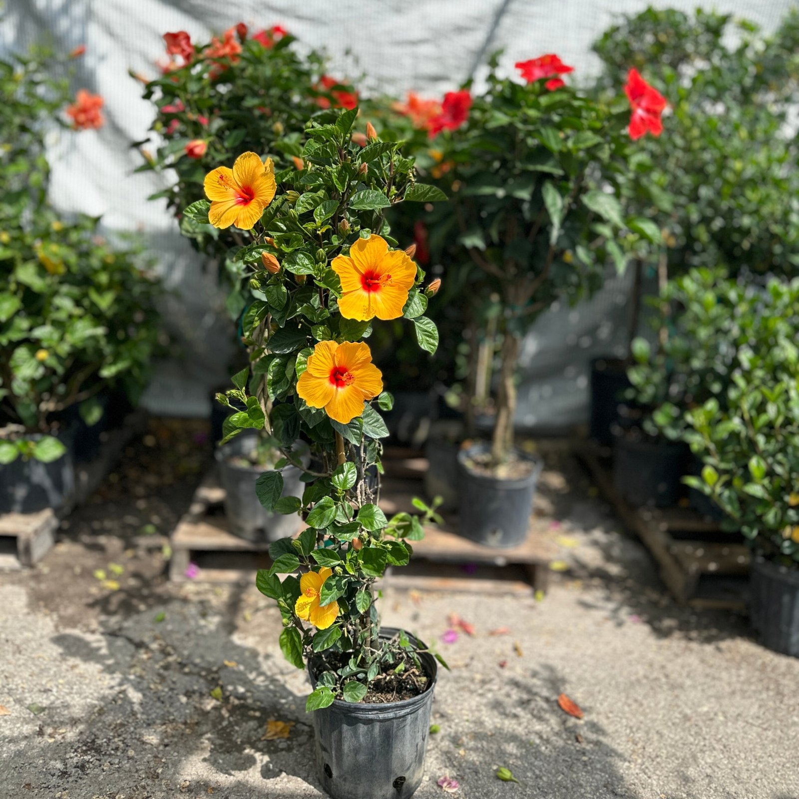 Hibiscus Column: Hibiscus rosa-sinensis -  inch pot – Promise Supply