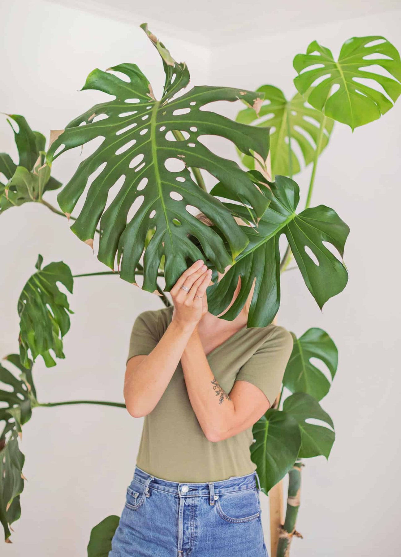 How to Care for Monstera Plants - A Beautiful Mess