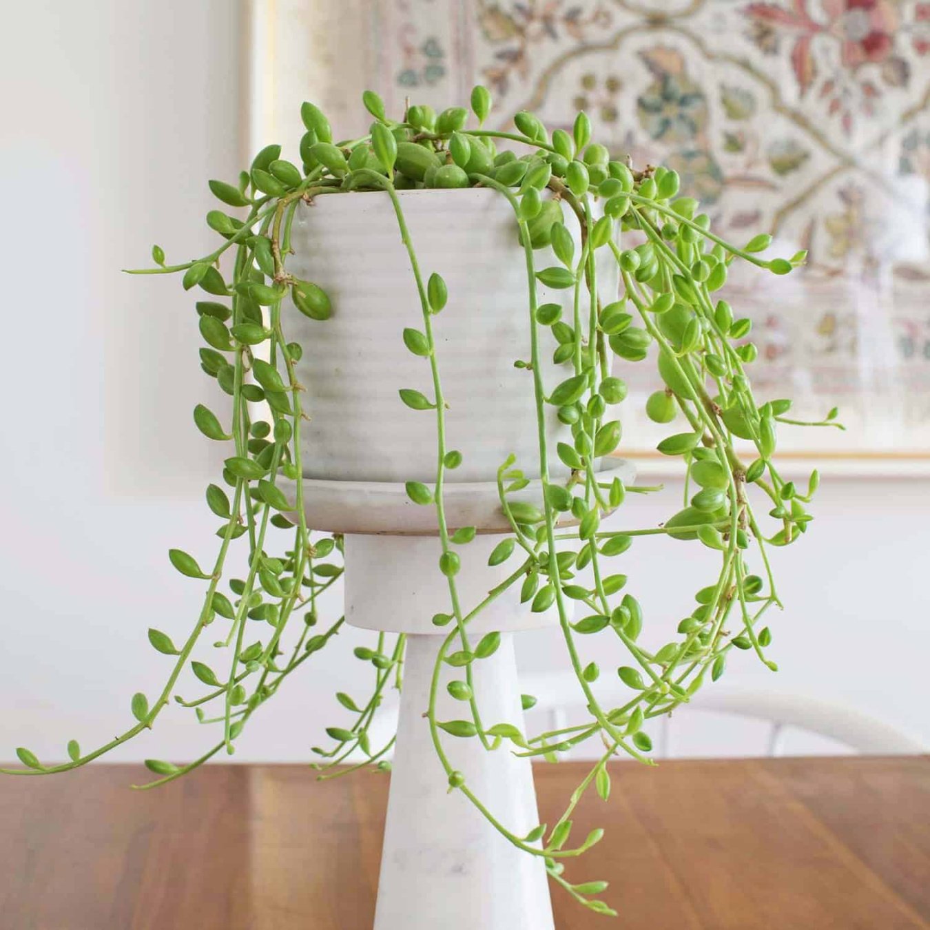 How to Care for String of Pearls Plants - A Beautiful Mess