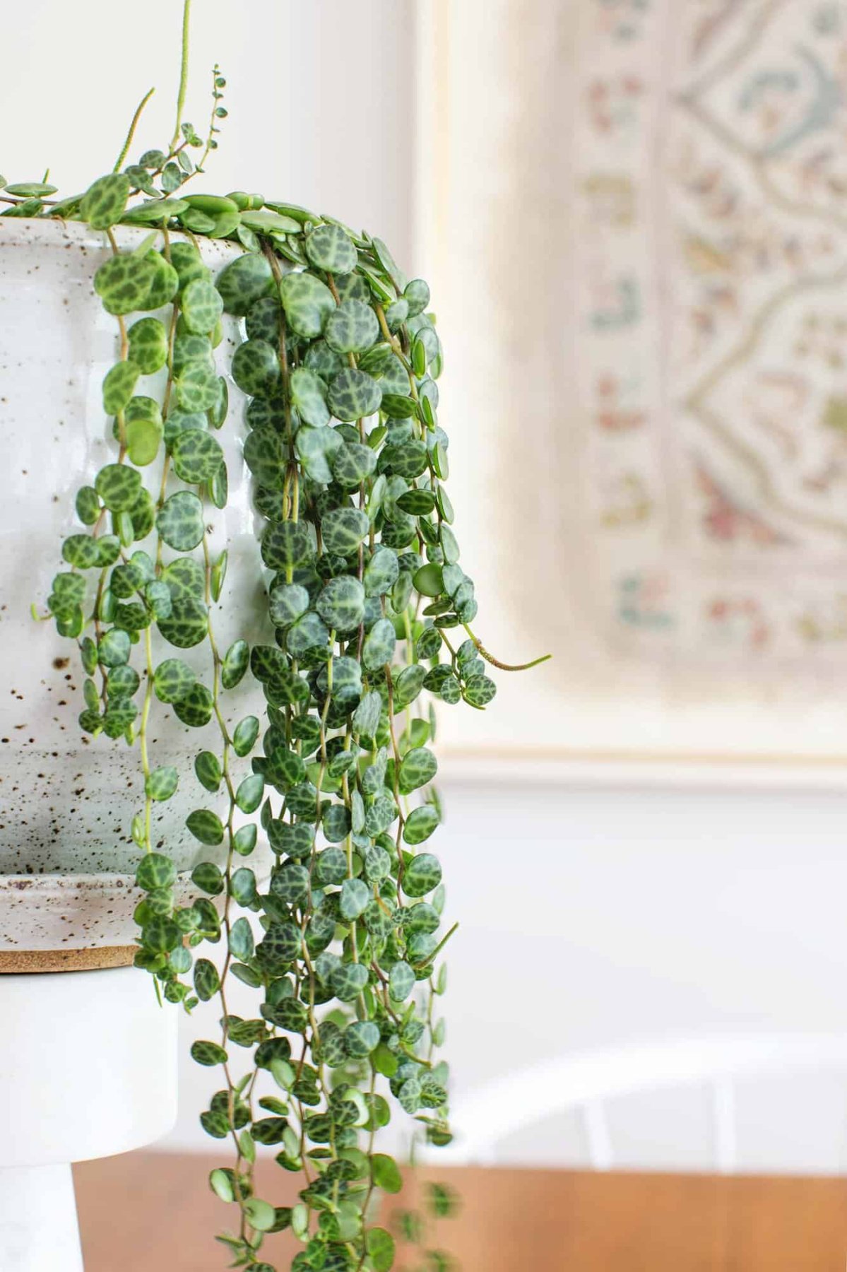 How to Care for String of Pearls Plants - A Beautiful Mess