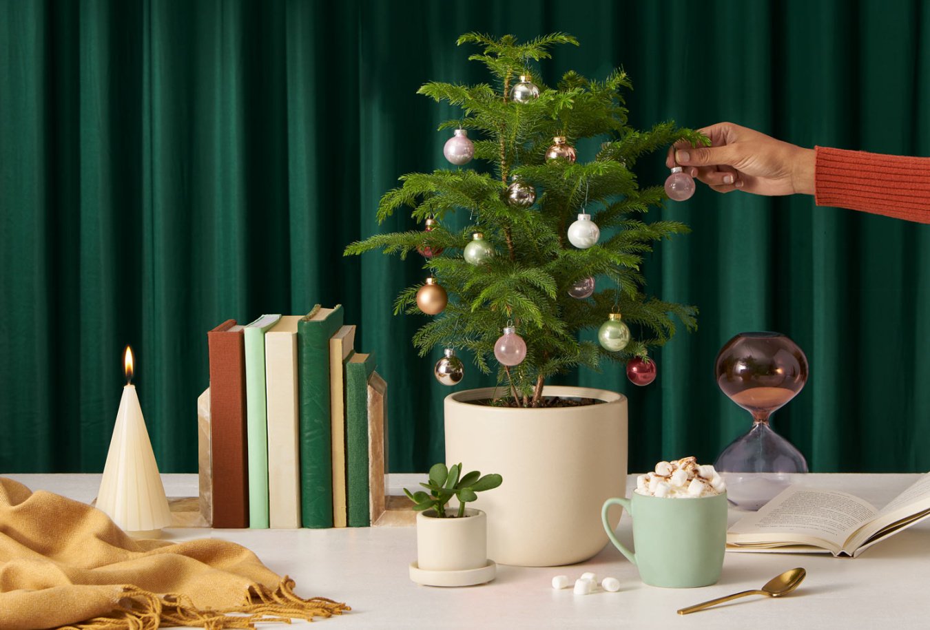 How to Decorate a Norfolk Island Pine for the Holidays - The Sill