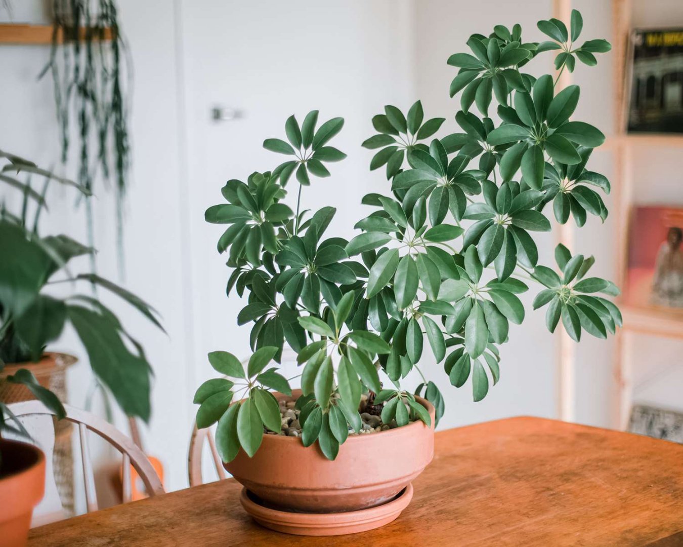 How to Grow & Care for Schefflera (Umbrella Plant)