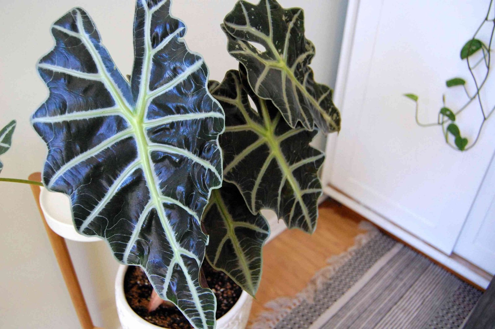 How to Grow and Care for Alocasia