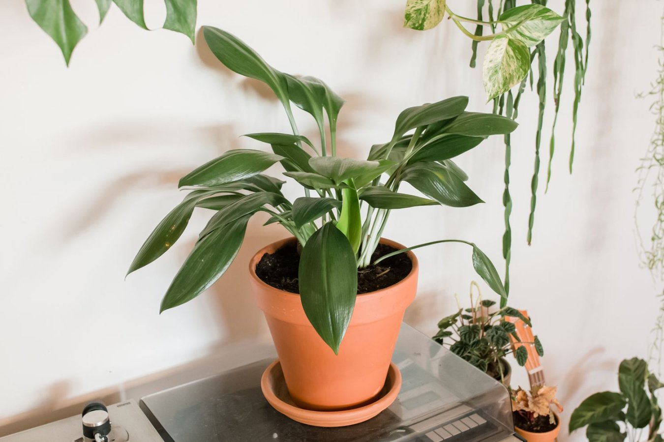 How to Grow and Care for Cast Iron Plant