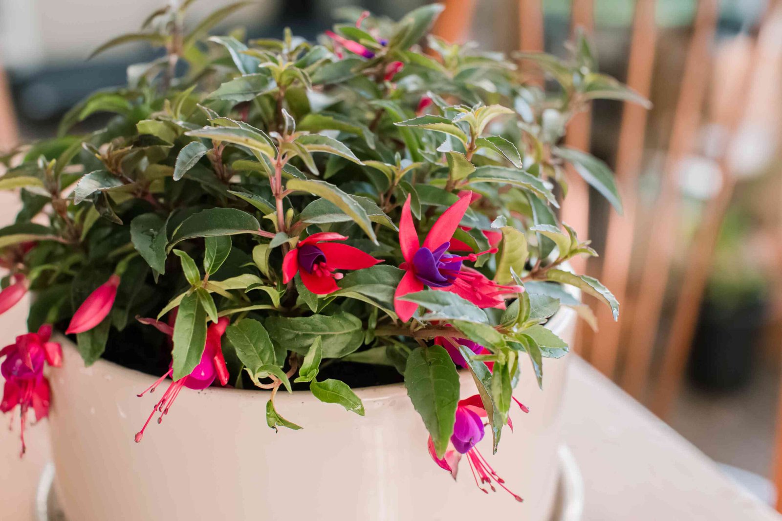 How to Grow and Care for Fuchsias Indoors