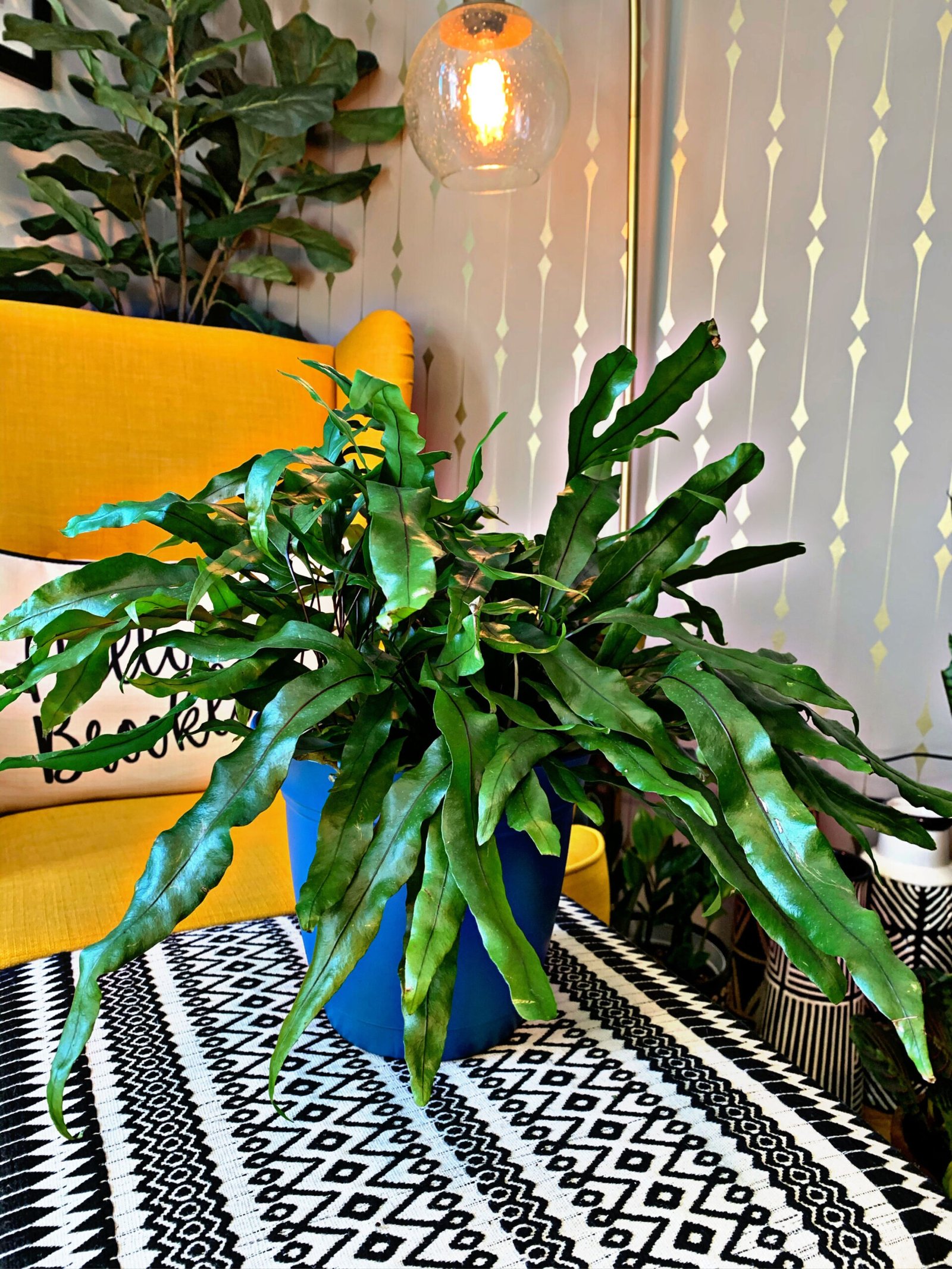 How to Grow and Care for Kangaroo Paw Fern How to Grow and Care for Kangaroo Paw Fern