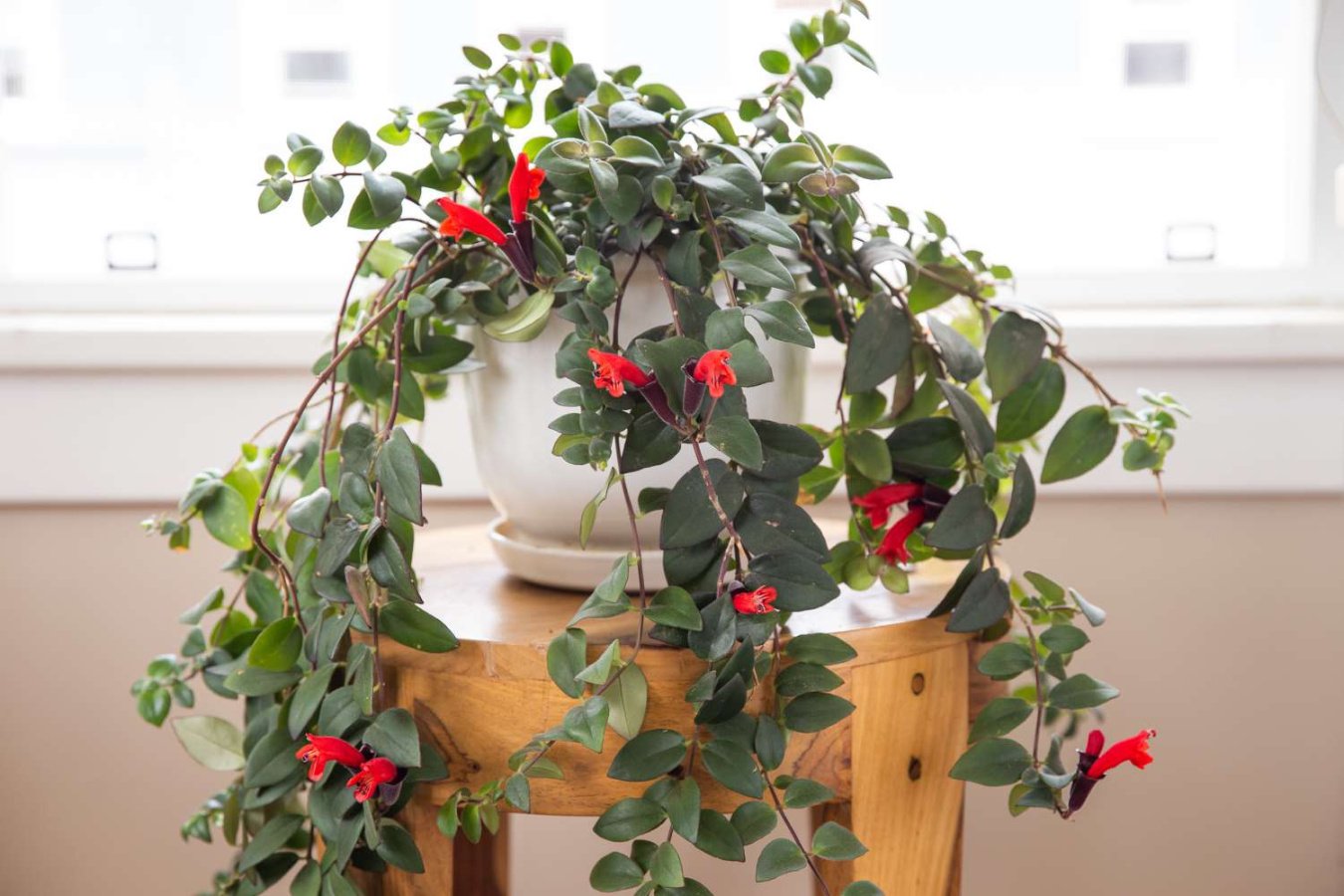 How to Grow and Care for Lipstick Plant