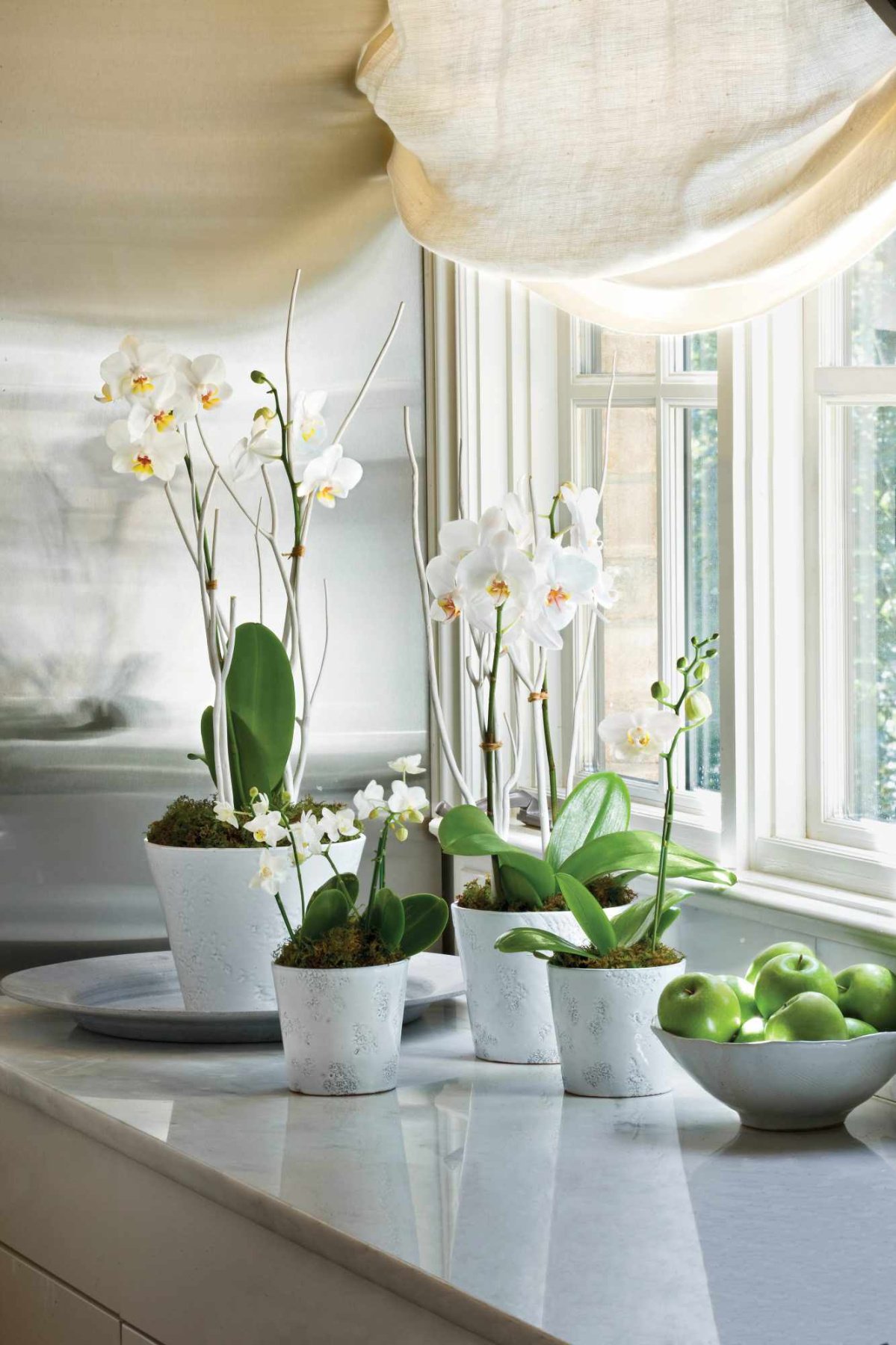 How To Grow And Care For Moth Orchids