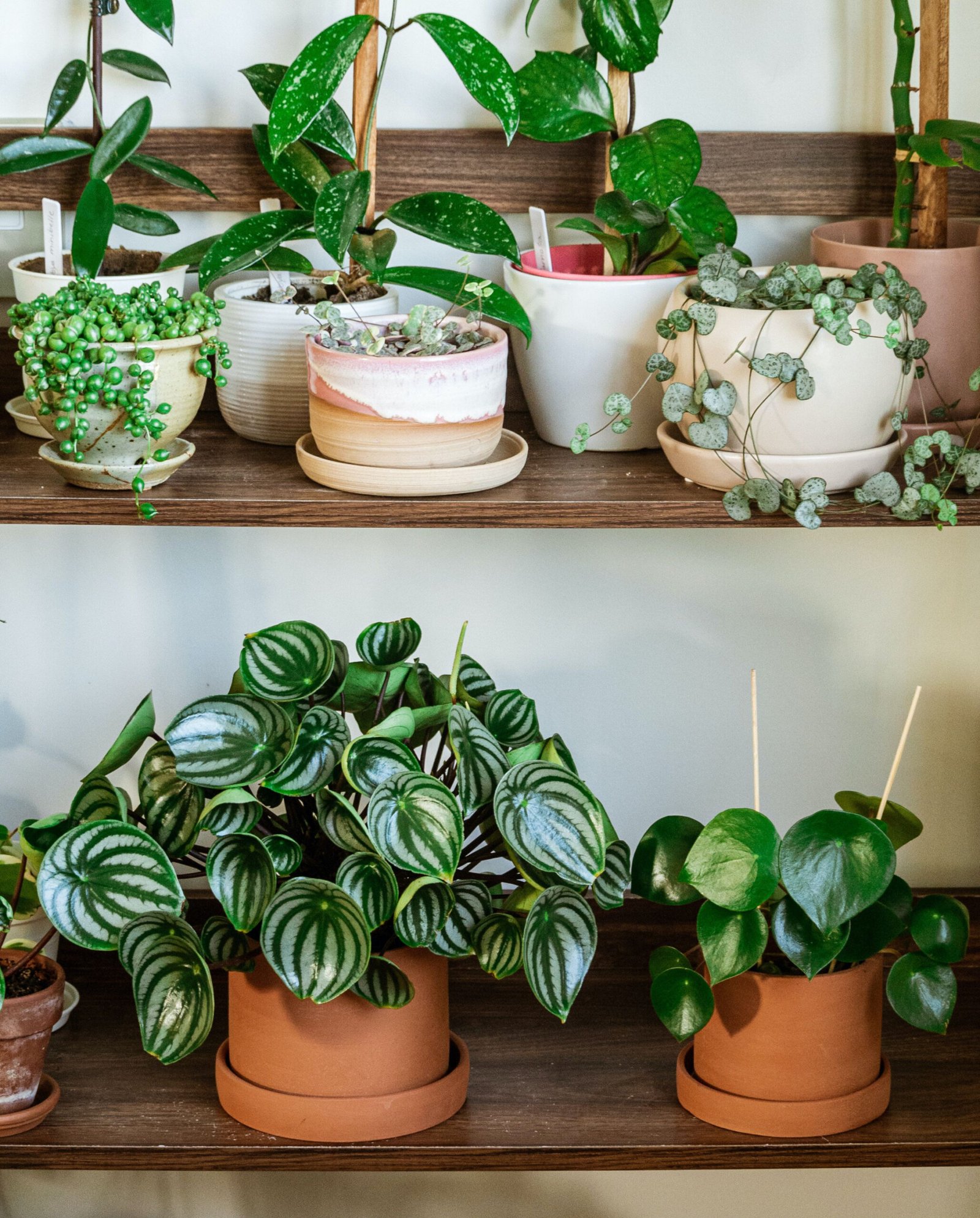 How to Grow and Care for Peperomia (Radiator Plant)