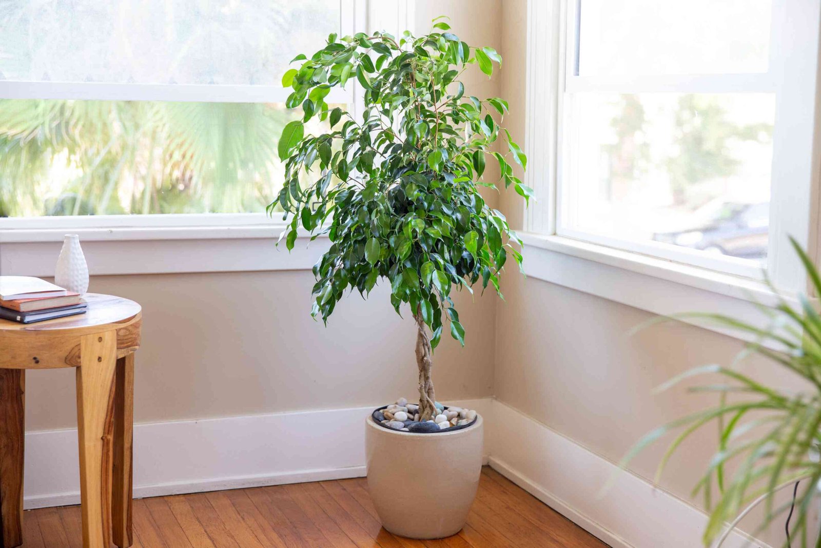 How to Grow and Care for Weeping Fig