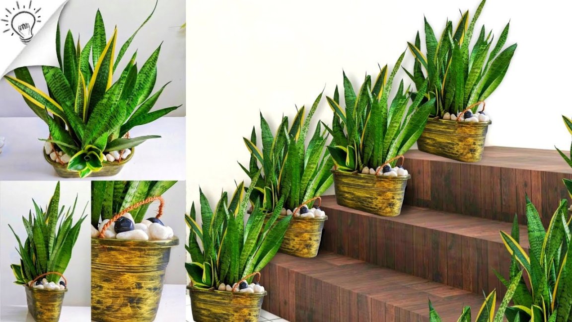 How to grow and decorate snake plant / indoor plants decoration