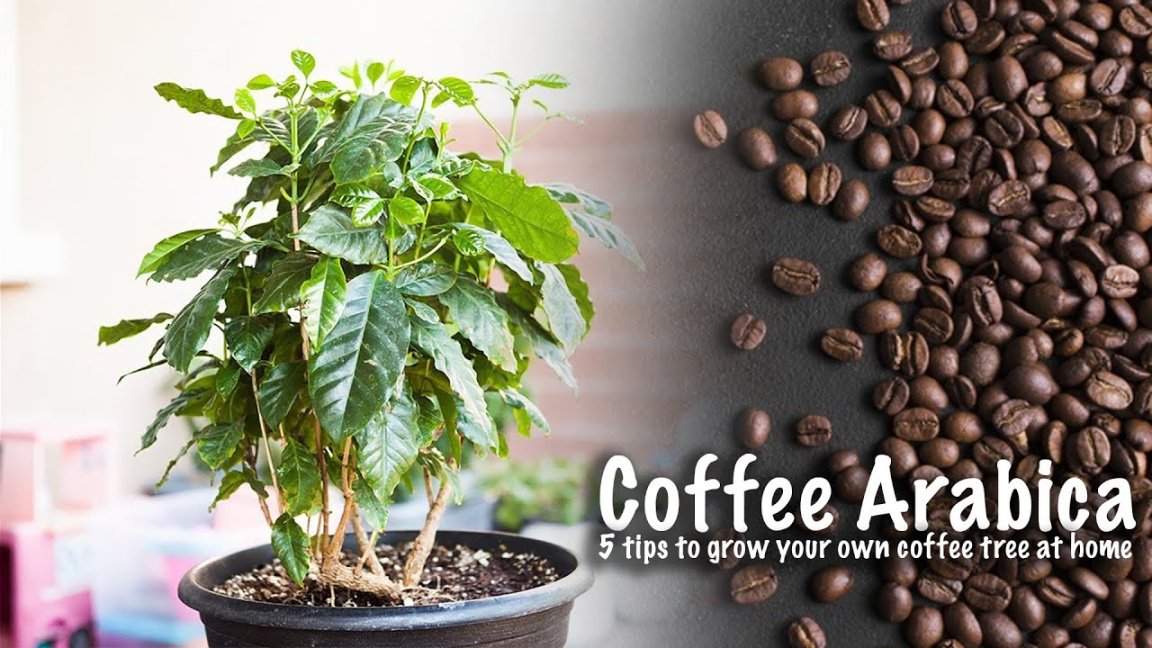 How to grow coffee tree   tips to grow coffee tree at home Coffee Arabica   GreenMangoes