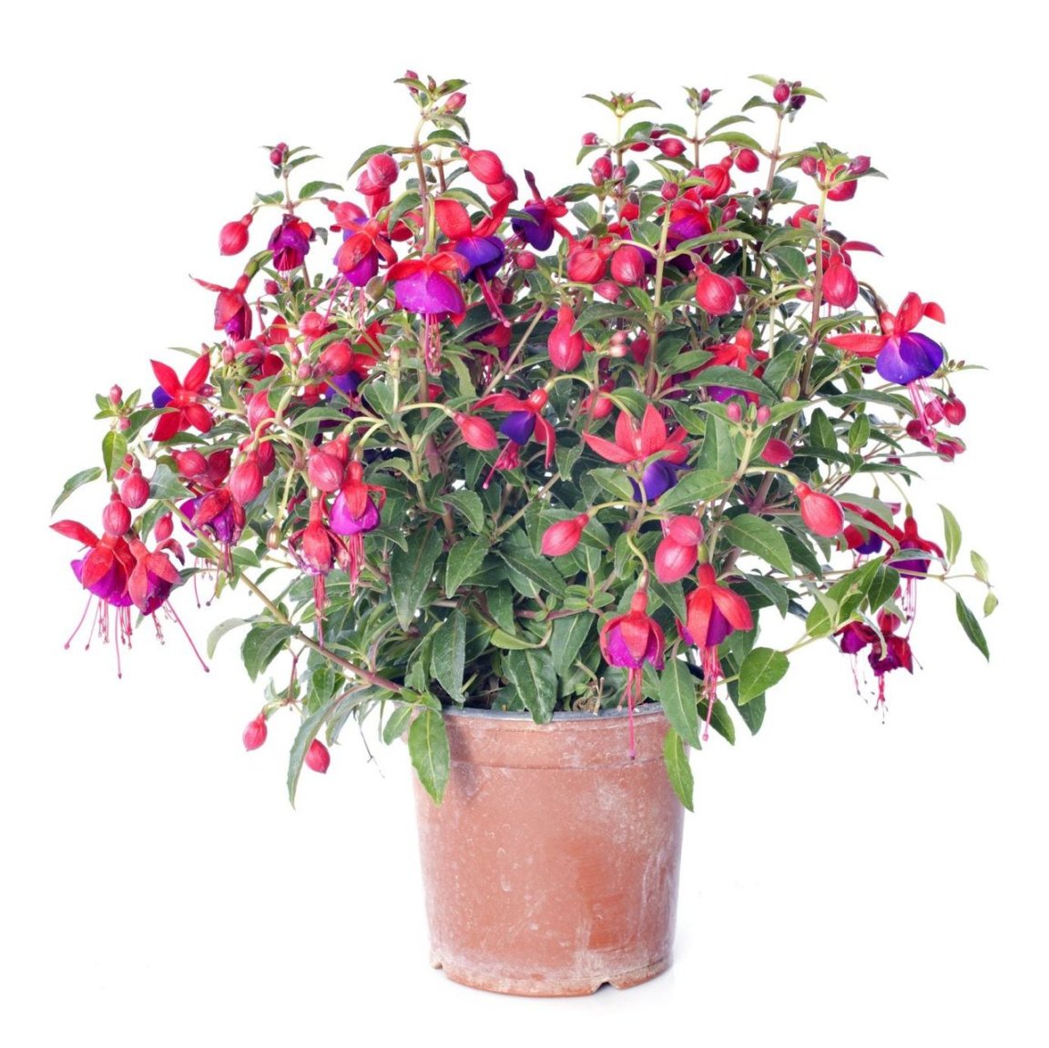 How To Grow Fuchsias Indoors - Learn About Fuchsia Plant Care