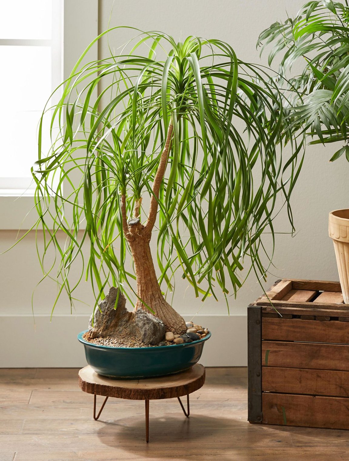 How to Plant and Grow Ponytail Palm