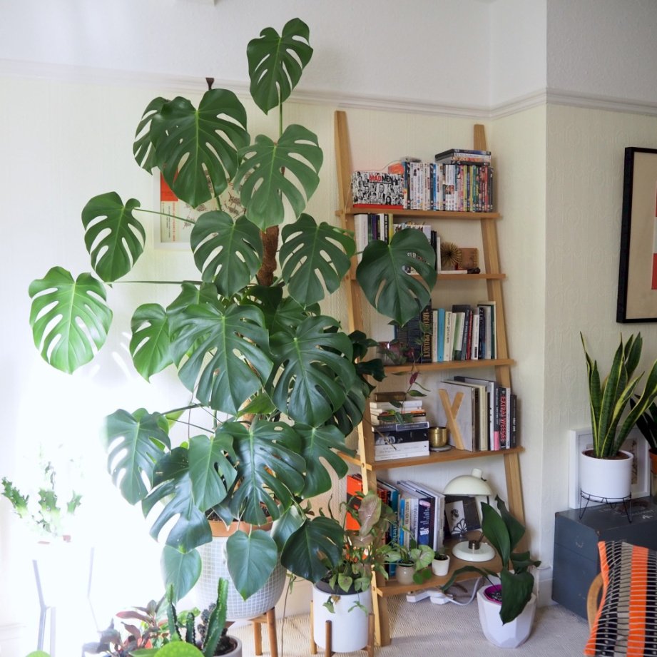 How to train your monstera around a support – HOUSE PLANT HOUSE