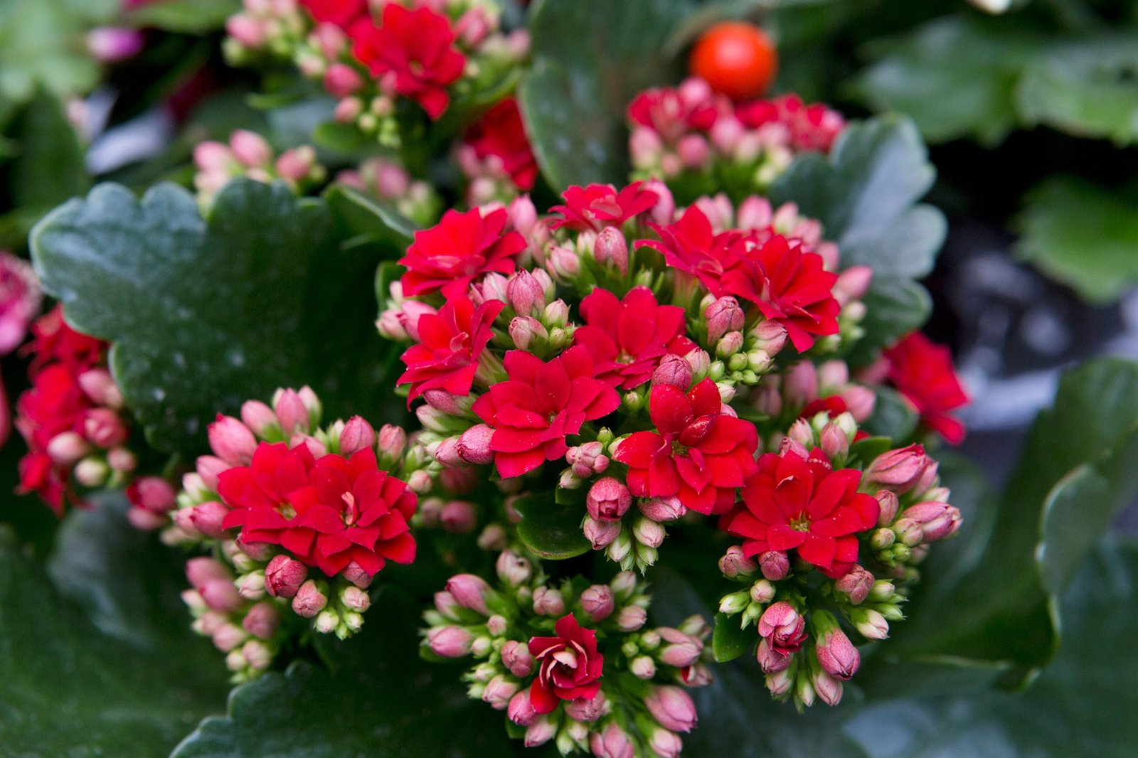 Kalanchoe Care: How To Care For A Kalanchoe Plant  BBC Gardeners