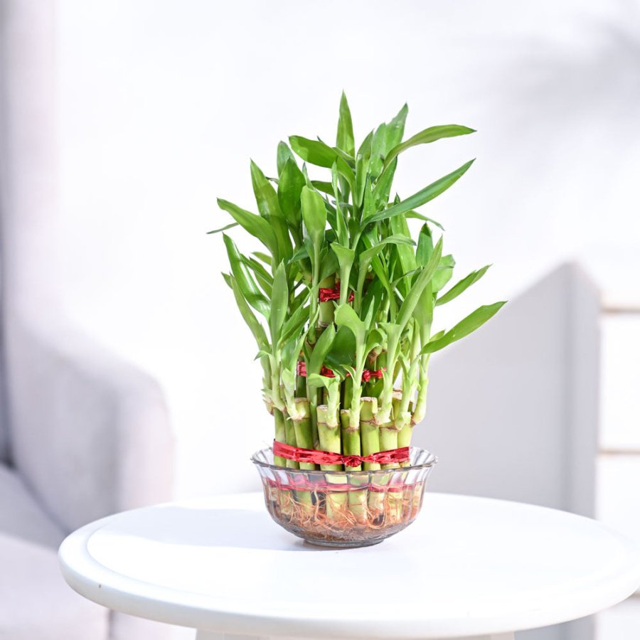 Lucky Bamboo Plant -  Layer