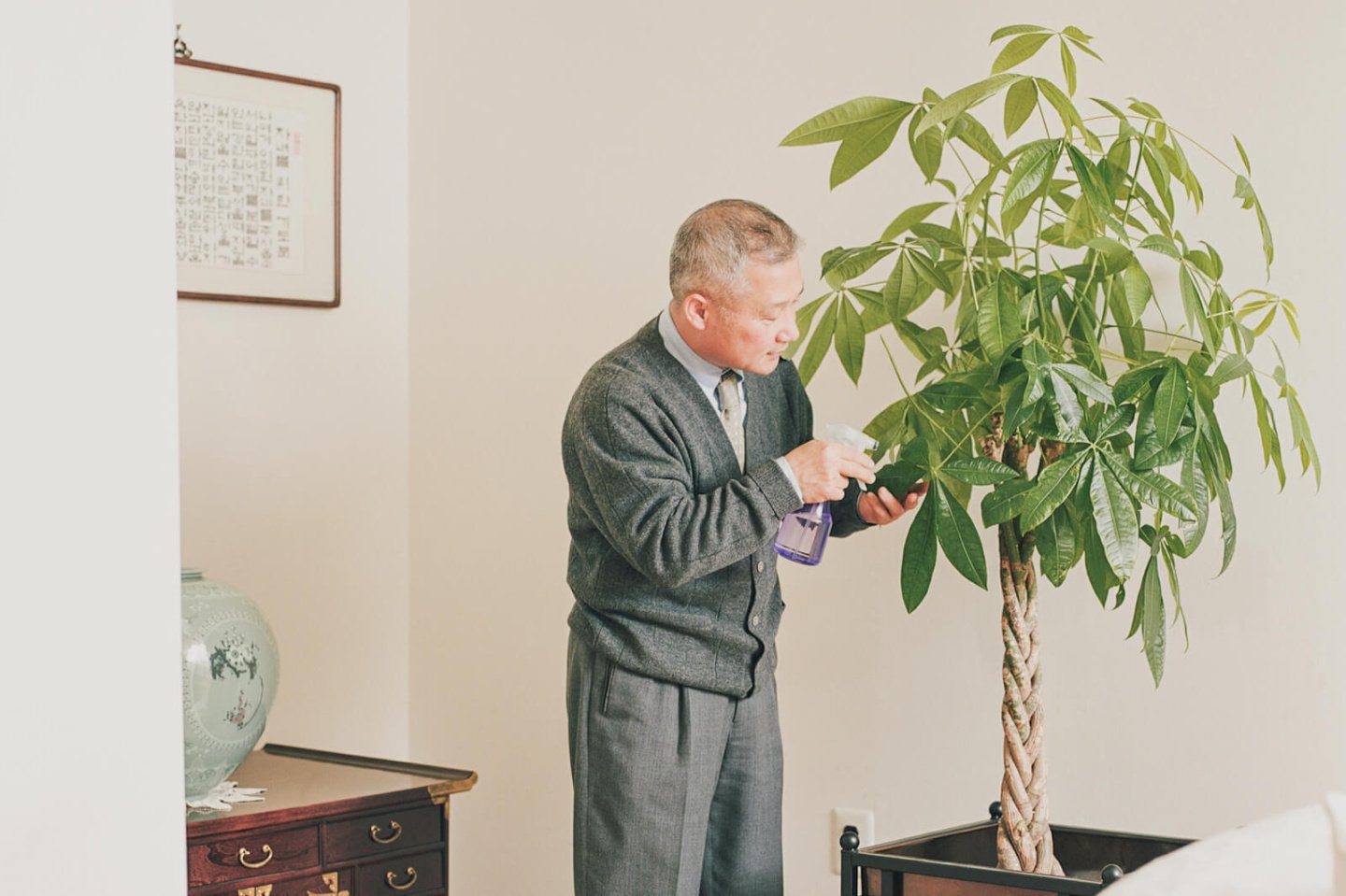 Money Tree Meaning and Placement in Feng Shui  LoveToKnow