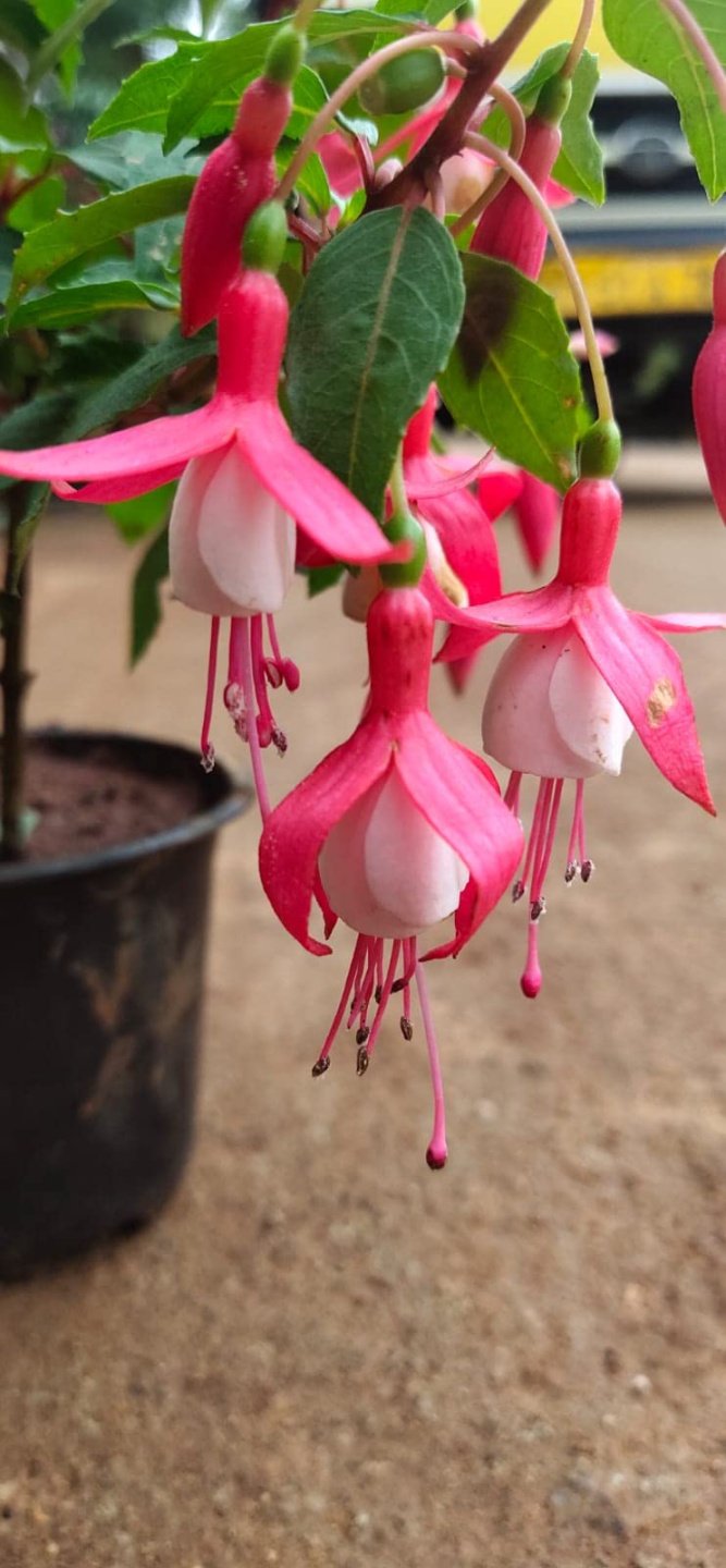 NATURE SENSE Fuchsia Flowering Indoor Live Plant for Home & Garden - pc :  Amazon