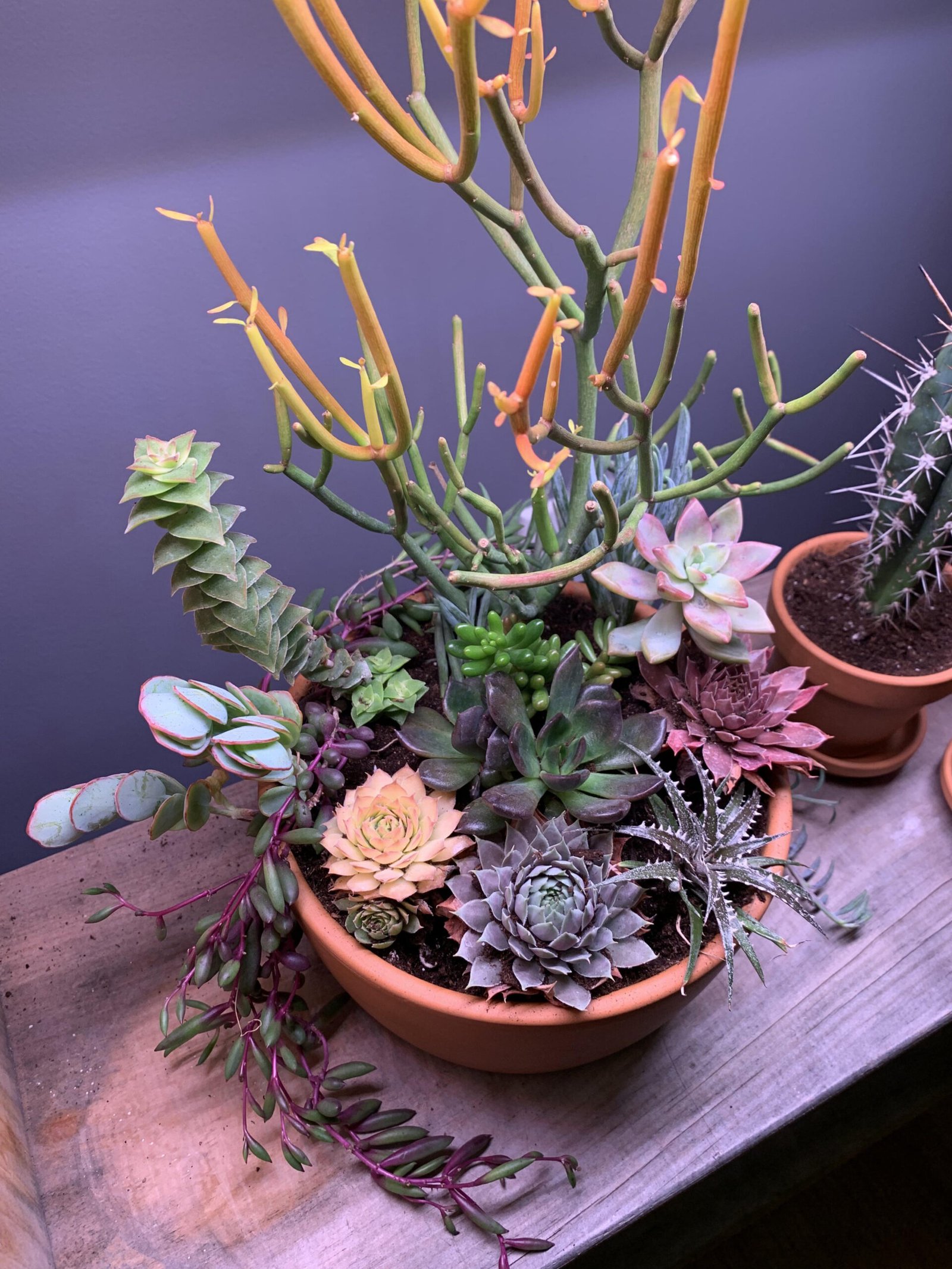 New to succulents, made this little arrangement