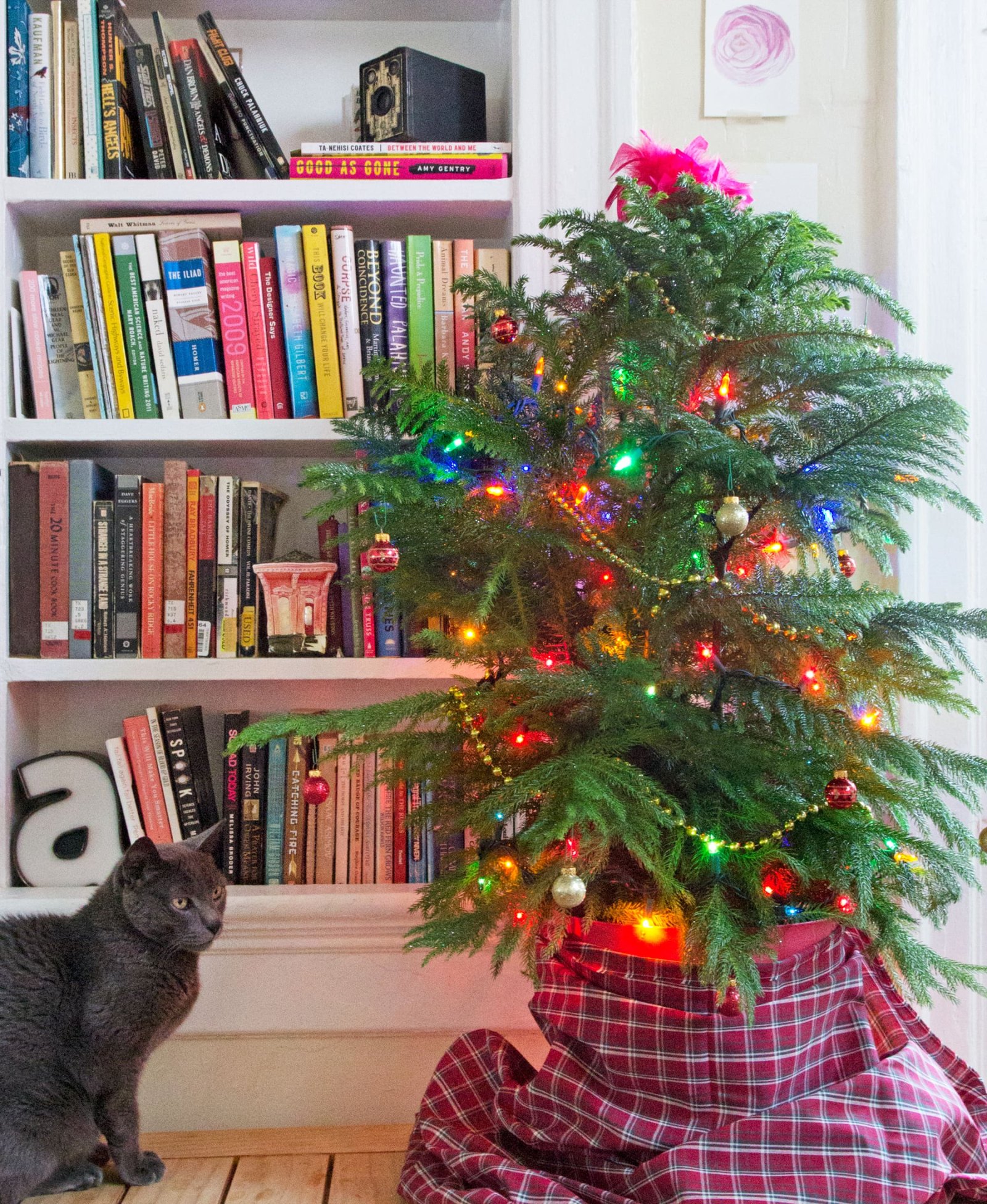 Norfolk Island Pine Small Space Christmas Tree  Apartment Therapy