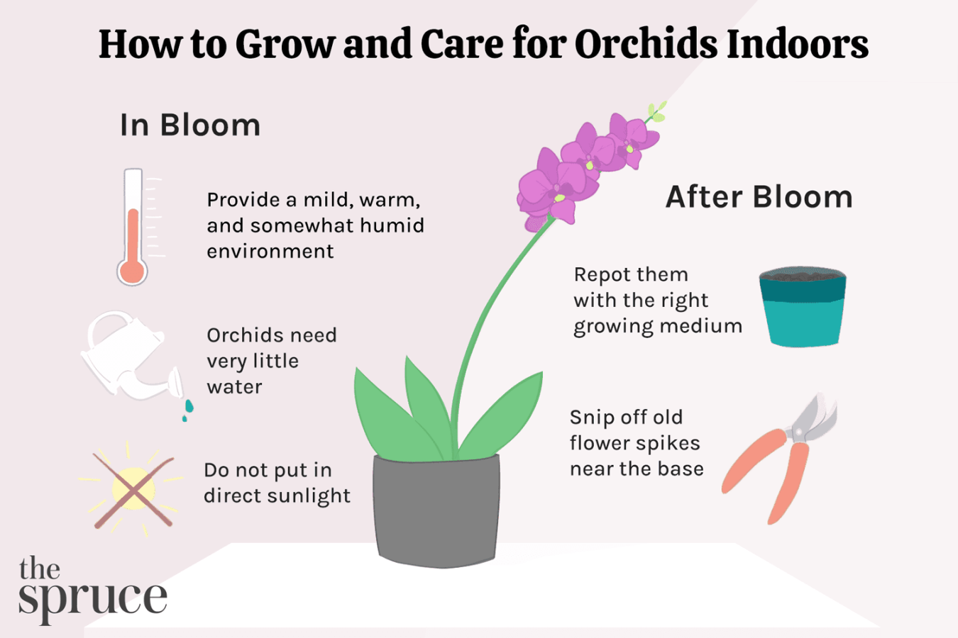 Orchid: Plant Care & Growing Guide