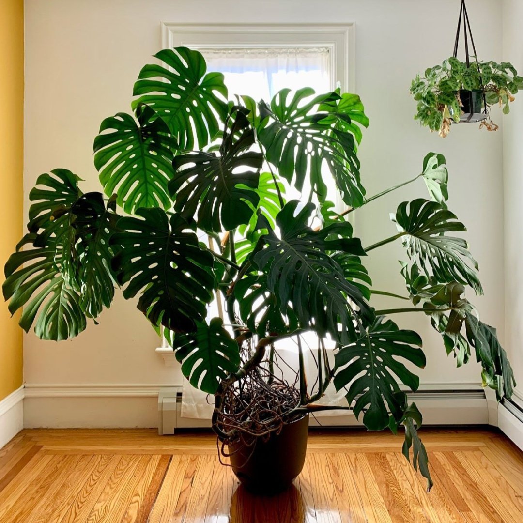 Personal Plant-Care tips: Mega Monstera — Sarah K