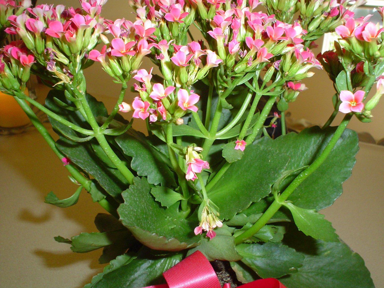 Pink Blooming Succulent Is A Kalanchoe - Bloomin