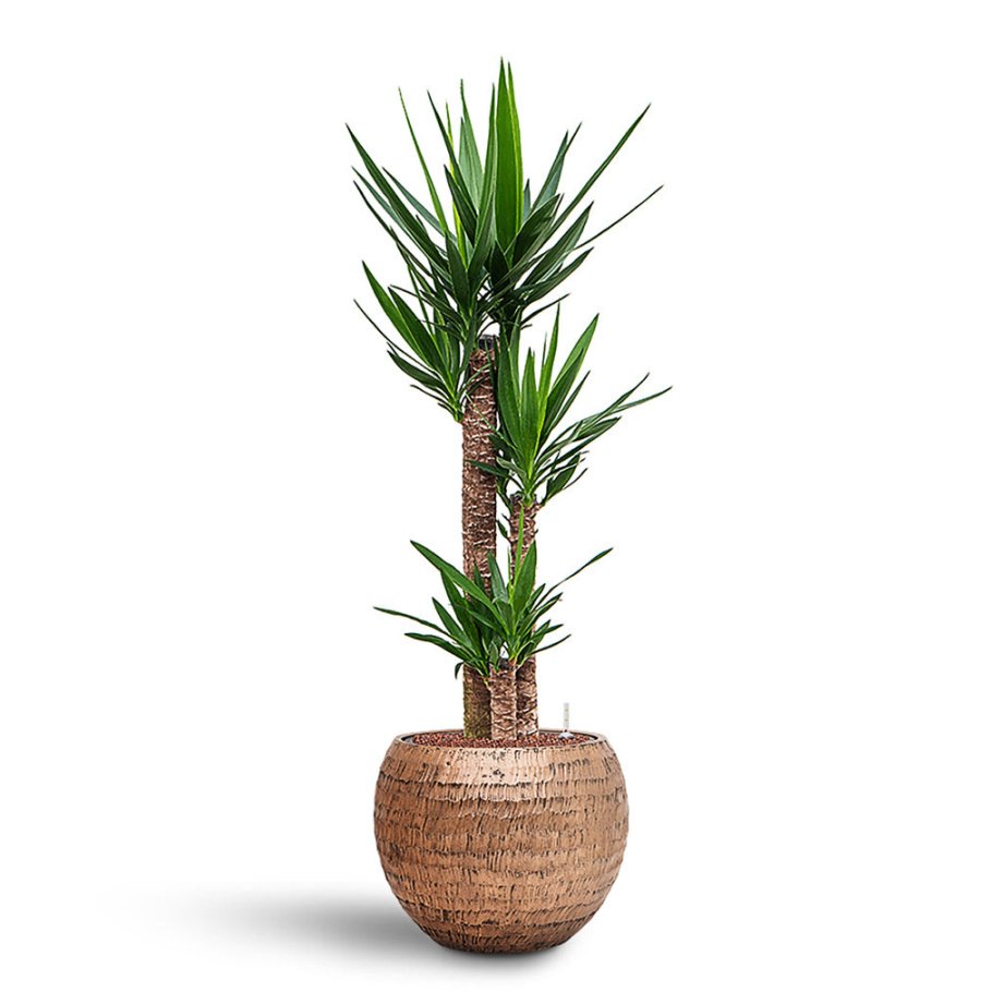 Plant Display - Yucca elephantipes Indoor Plant in Opus Globe